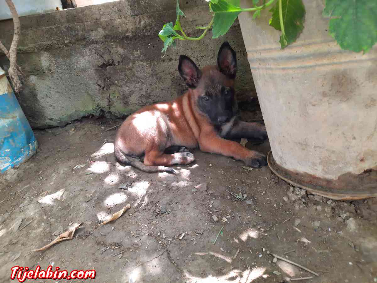 berger belge malinois - Tirmitine, Tizi Ouzou - Tijelabin