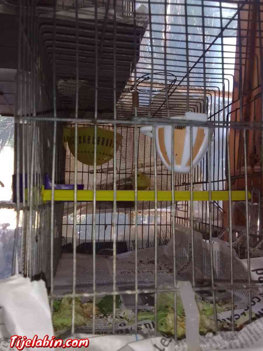 كناري - Ain Benian, Alger - Tijelabin