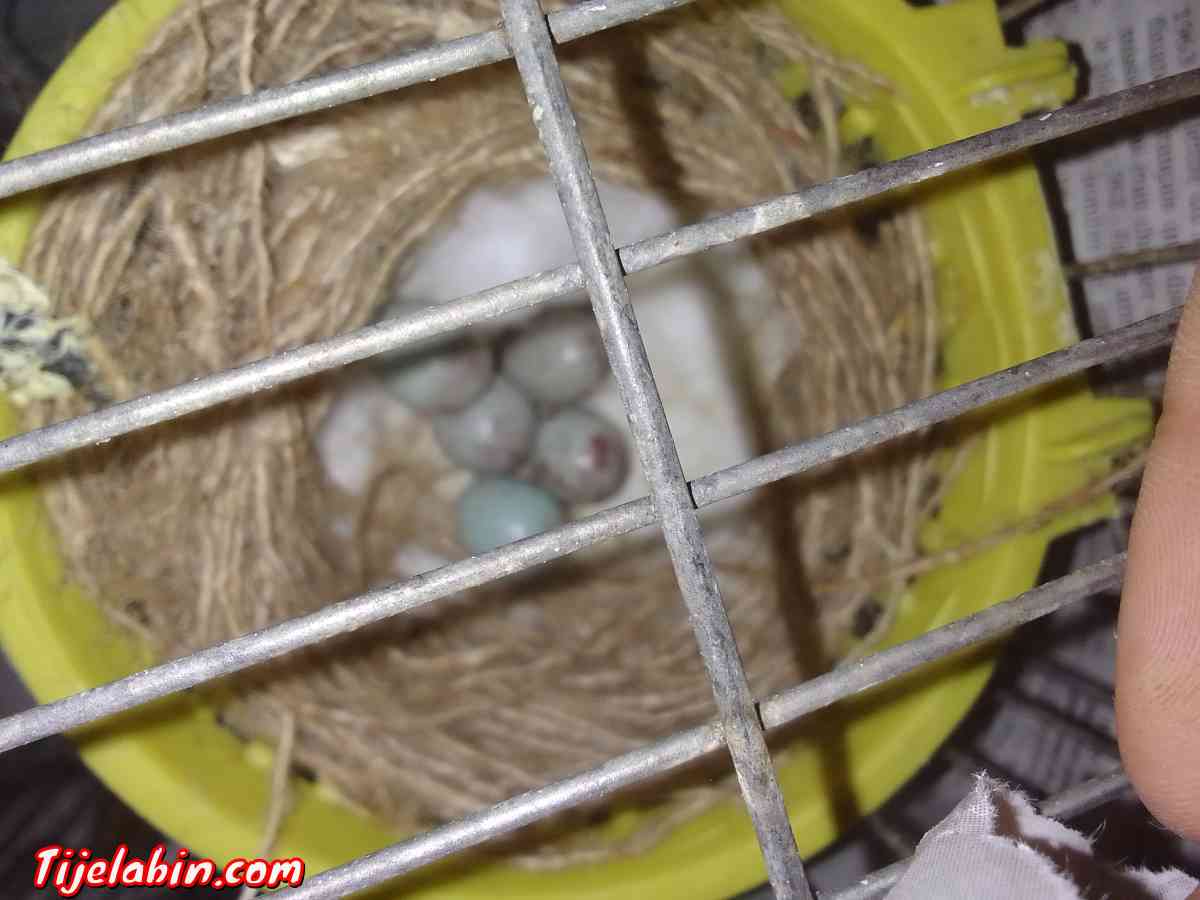 كناري - Ain Benian, Alger - Tijelabin