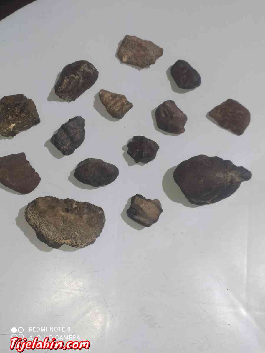 نيزك للبيع - Ain Yagout, Batna - Tijelabin