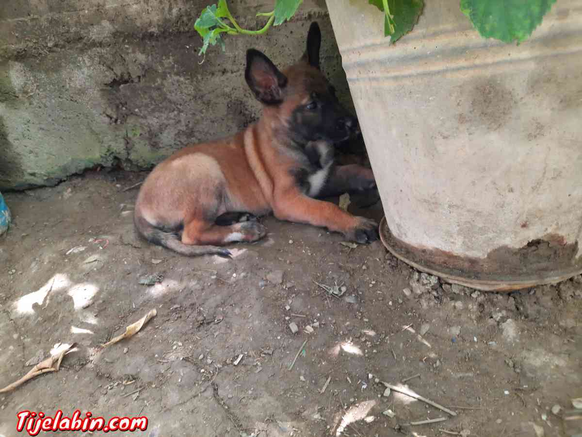 berger belge malinois - Tirmitine, Tizi Ouzou - Tijelabin