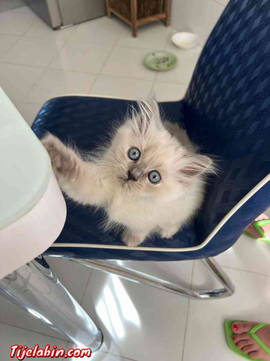 chatons persans - Alger Centre, Alger - Tijelabin