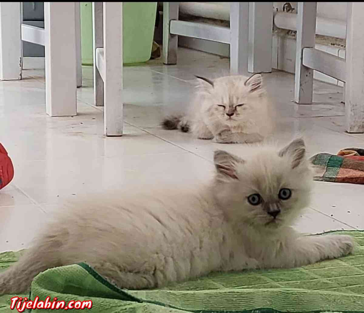 chatons persans - Alger Centre, Alger