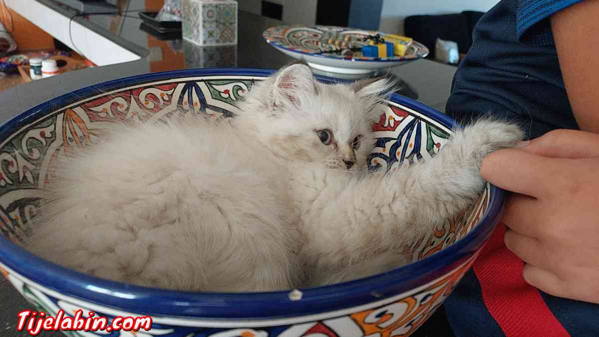 chatons persans - Alger Centre, Alger - Tijelabin