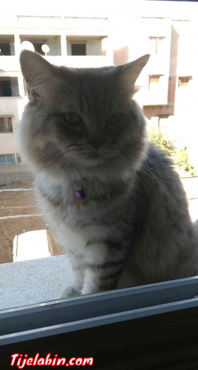 ,قط ذاكر - Saoula, Alger - Tijelabin