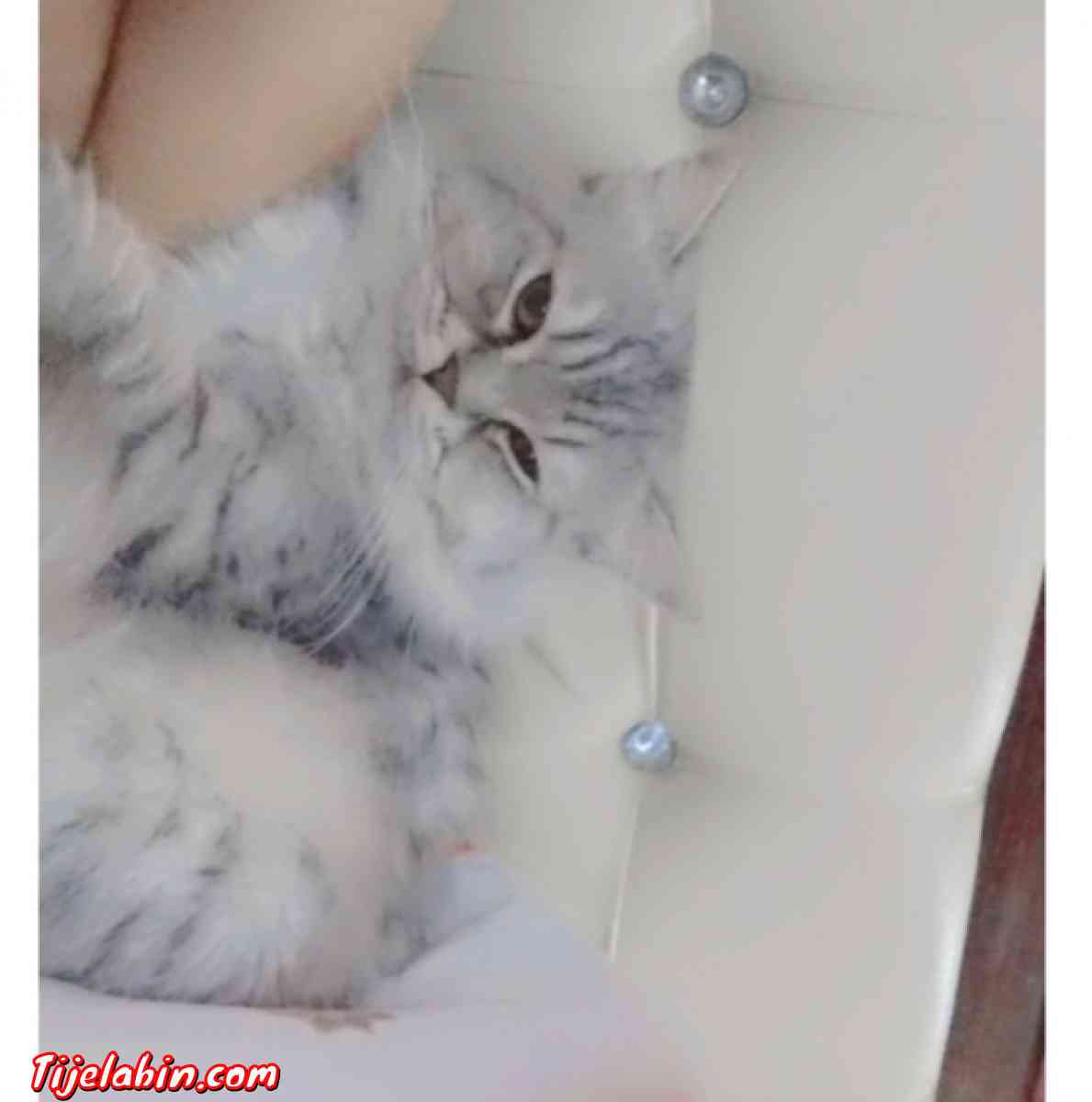 ,قط ذاكر - Saoula, Alger - Tijelabin