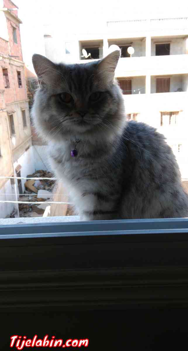 ,قط ذاكر - Saoula, Alger - Tijelabin