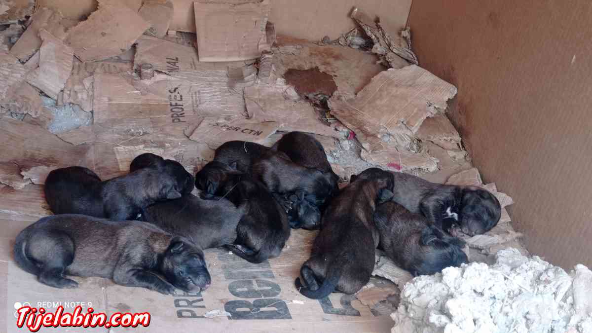 كلاب مالينور - Ait R'zine, Béjaïa