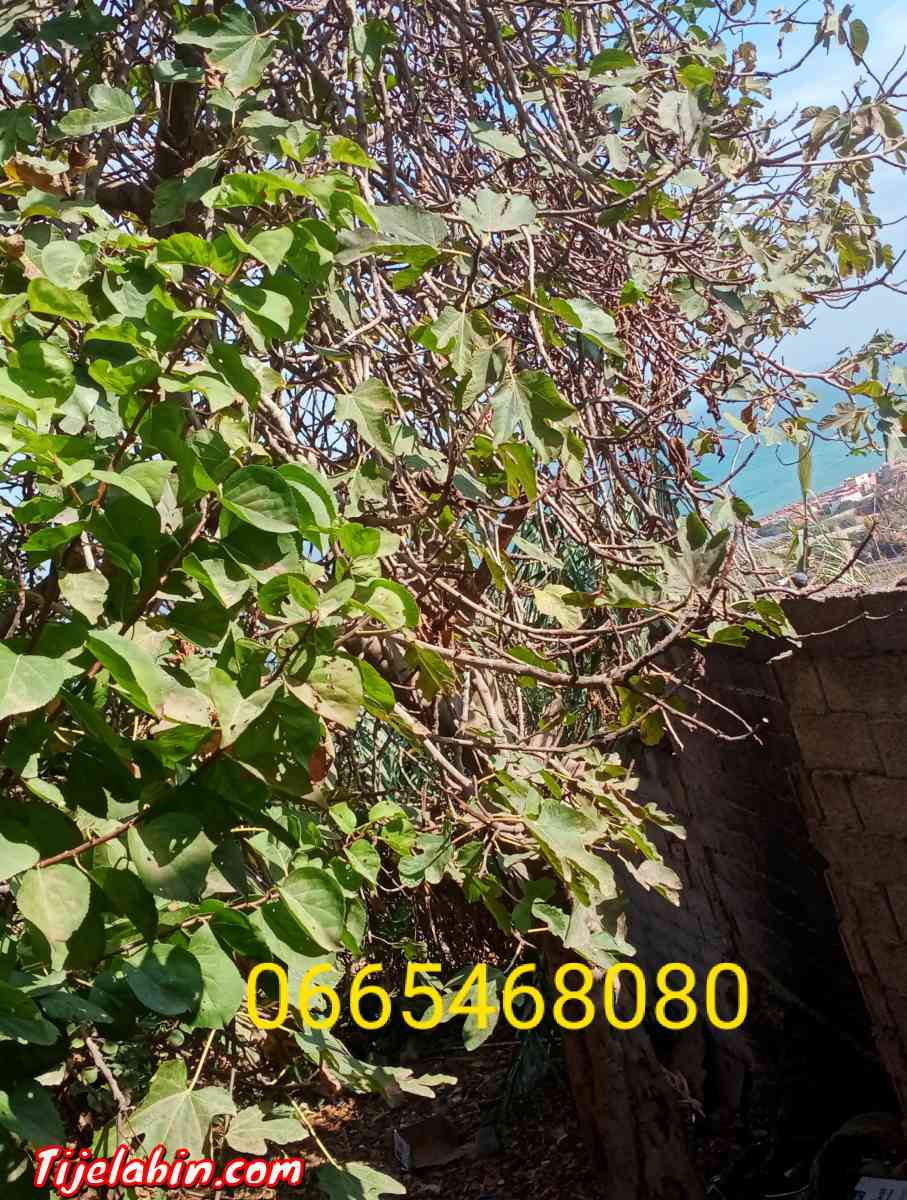 بيع منزل مساحته 250م يتكون من 4غرف ومطبخ مع قطعة ارض - Fouka, Tipaza - Tijelabin