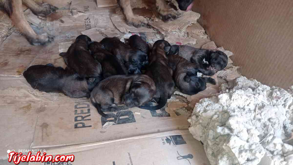 كلاب مالينور - Ait R'zine, Béjaïa - Tijelabin