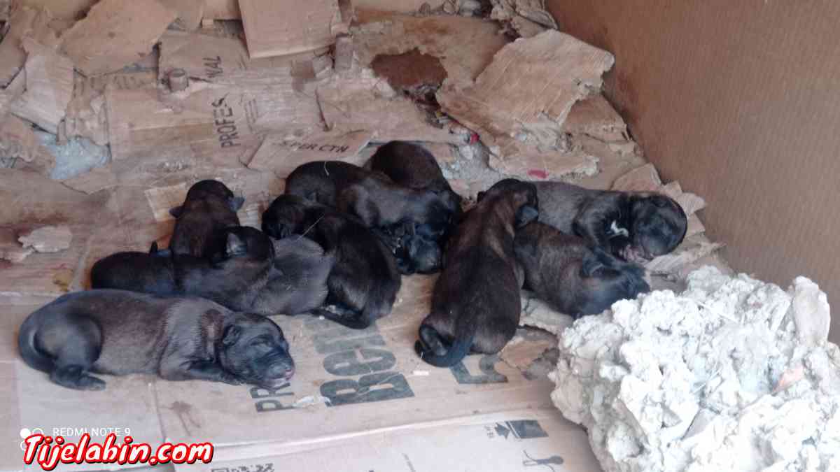 كلاب مالينور - Ait R'zine, Béjaïa - Tijelabin