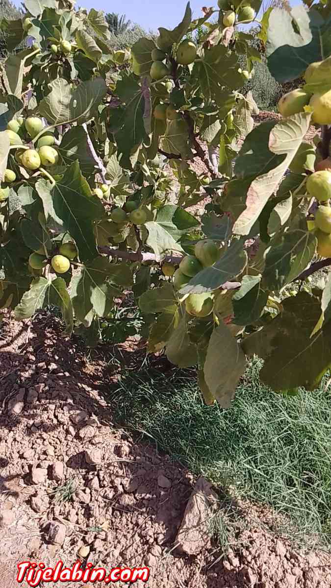 عقار فلاحي - Ain Naga, Biskra - Tijelabin