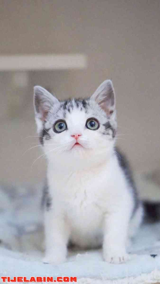 قطة دورجين - Alger Centre, Alger