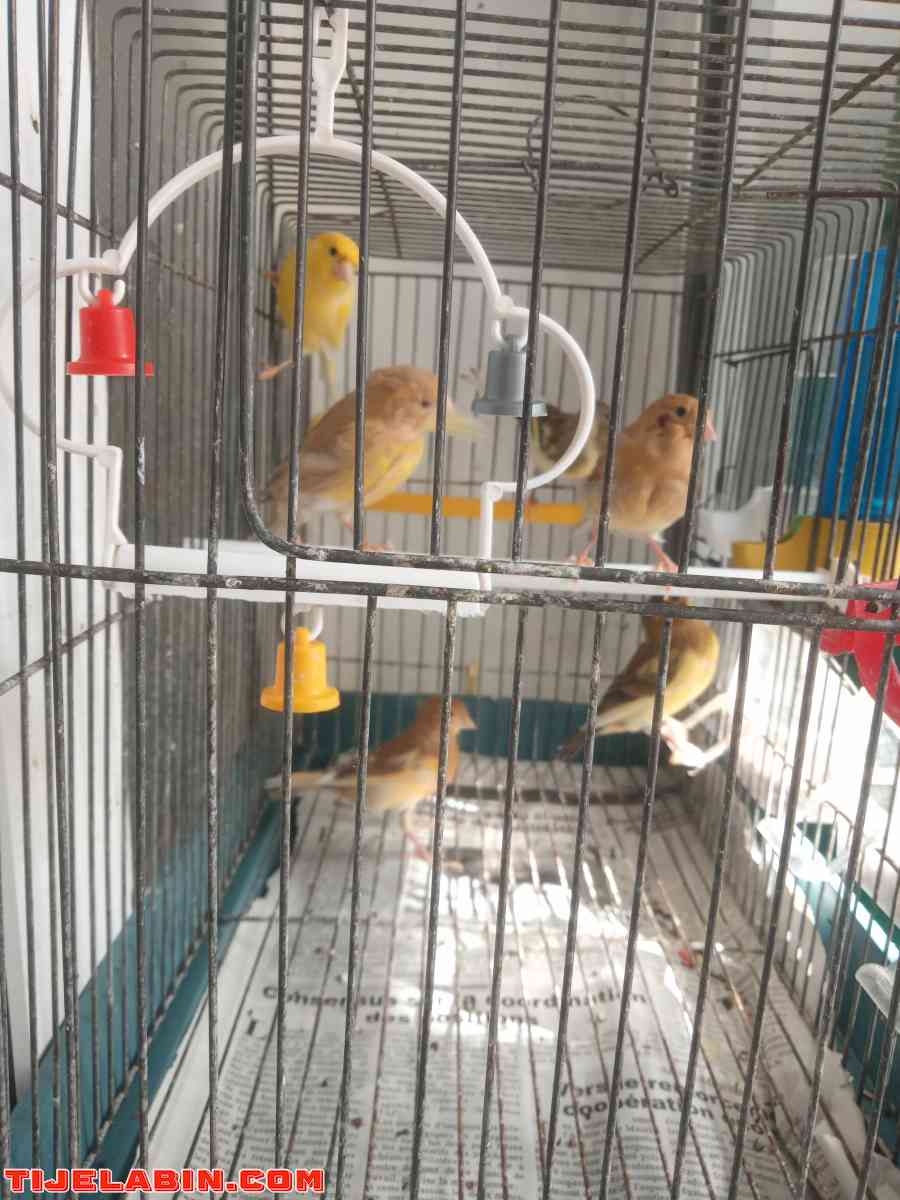 Les Canaries - Alger Centre, Alger - Tijelabin