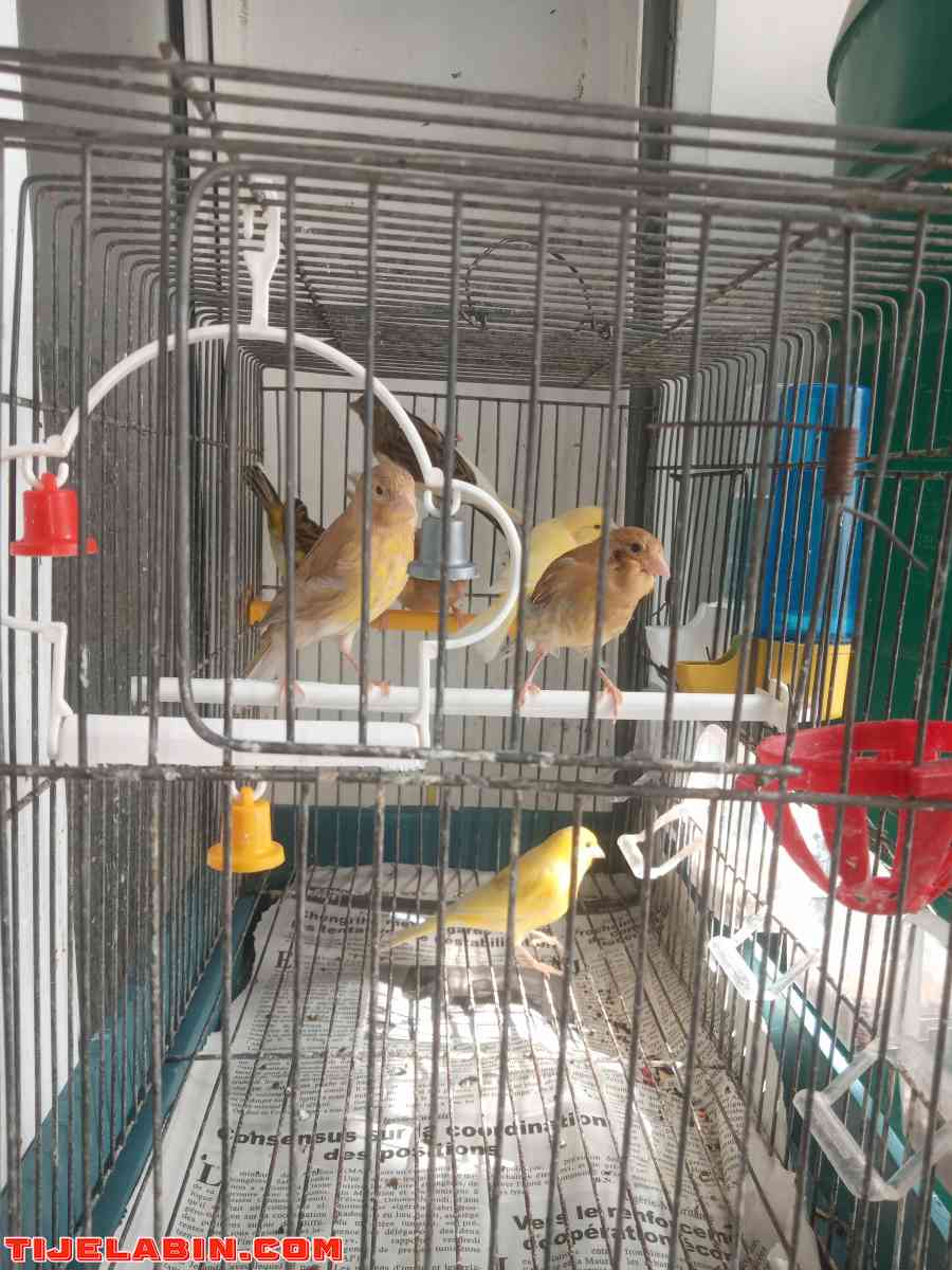 Les Canaries - Alger Centre, Alger