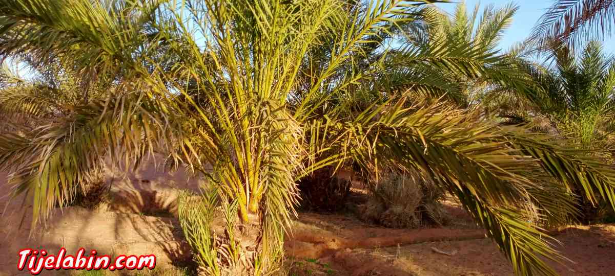 حديقة نخيل للبيع في ولاية تيميمون - Tinerkouk, Adrar - Tijelabin