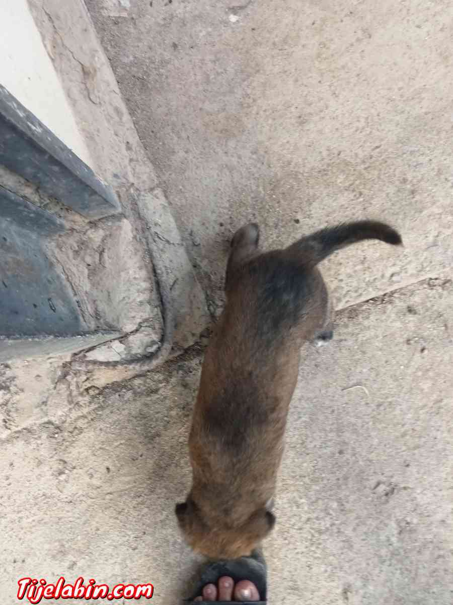 مانيلوا شاربوني دم صافي - Khemis El Khechna, Boumerdes - Tijelabin