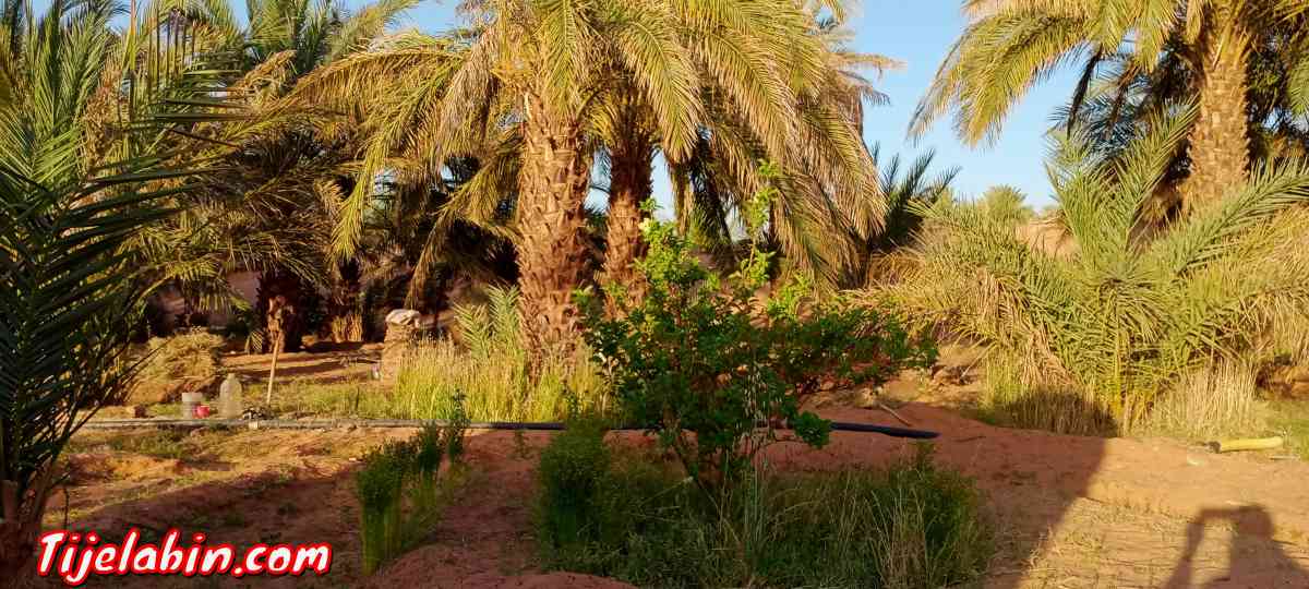 حديقة نخيل للبيع في ولاية تيميمون - Tinerkouk, Adrar - Tijelabin