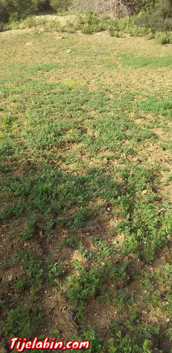 térrain - Larhat, Tipaza - Tijelabin