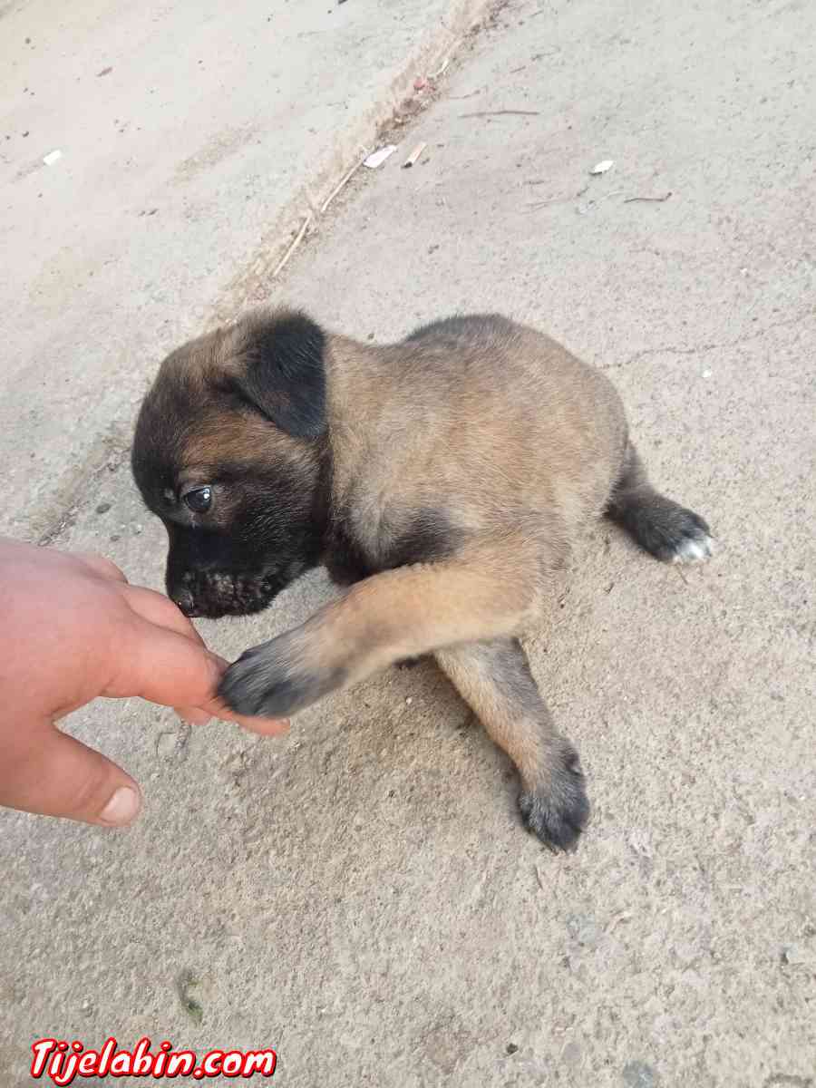 مانيلوا شاربوني دم صافي - Khemis El Khechna, Boumerdes - Tijelabin