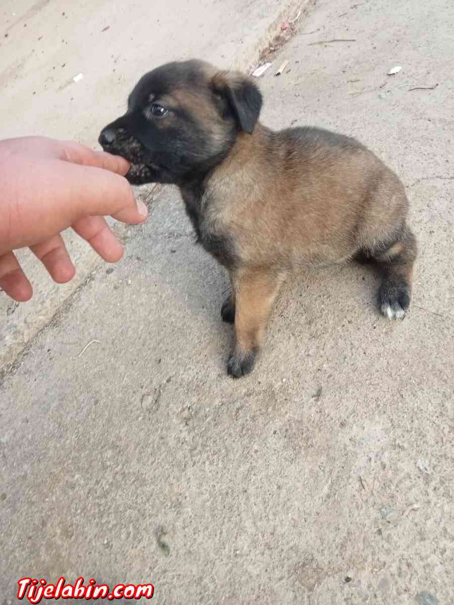 مانيلوا شاربوني دم صافي