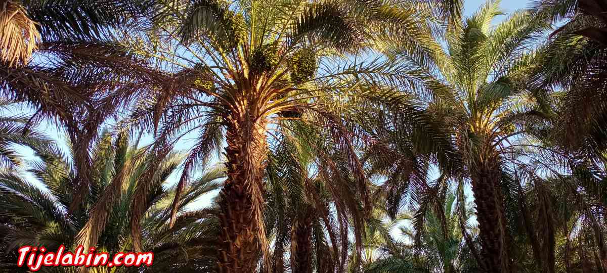 حديقة نخيل للبيع في ولاية تيميمون - Tinerkouk, Adrar - Tijelabin