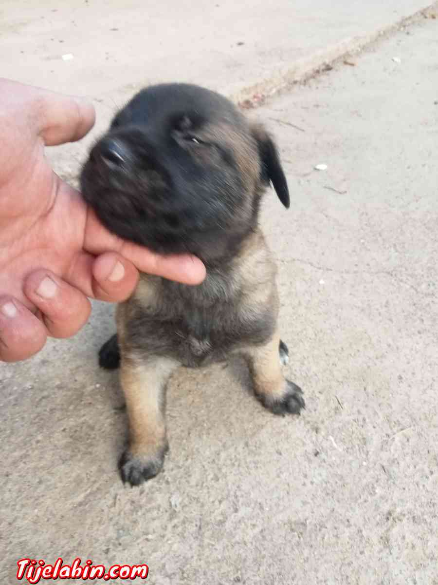 مانيلوا شاربوني دم صافي - Khemis El Khechna, Boumerdes - Tijelabin