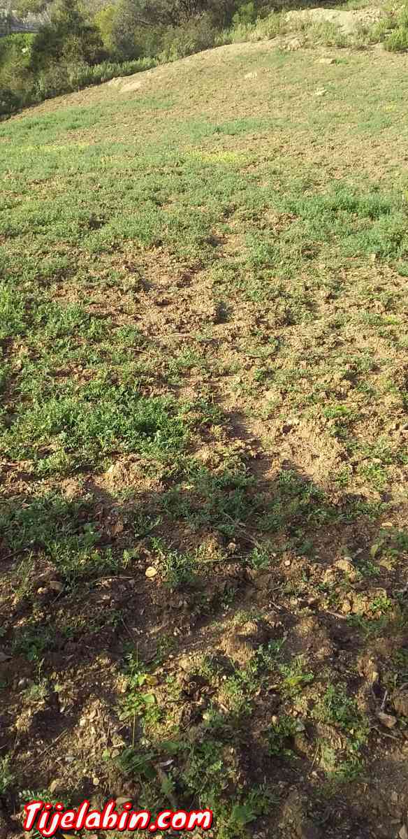 térrain - Larhat, Tipaza - Tijelabin