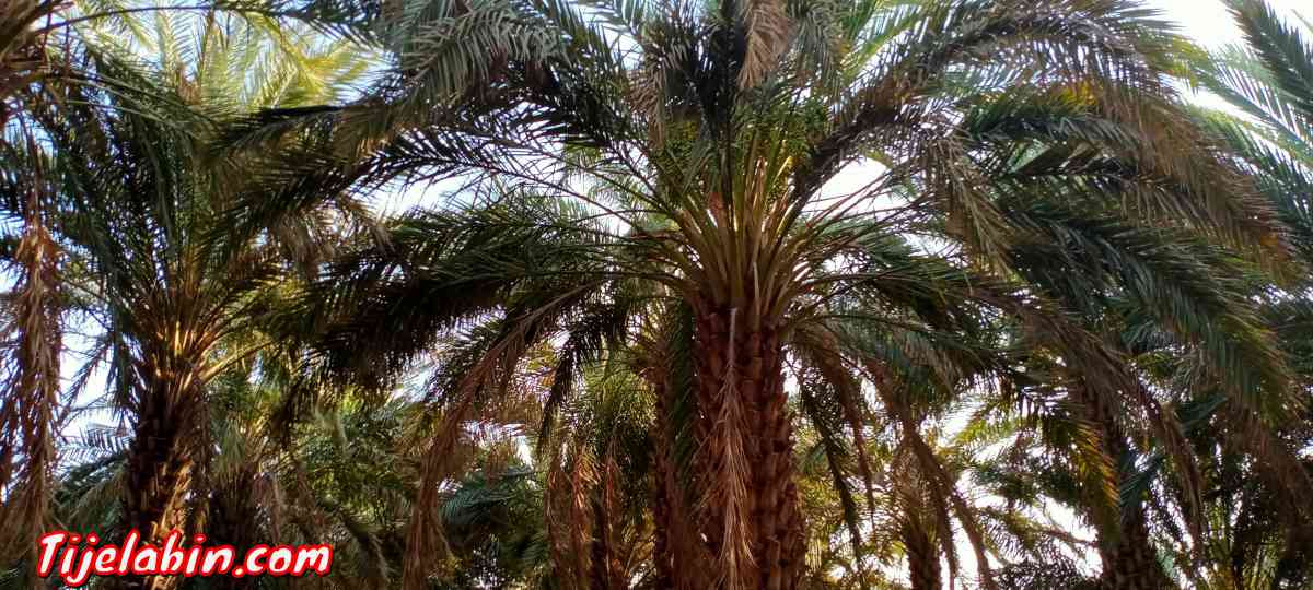 حديقة نخيل للبيع في ولاية تيميمون