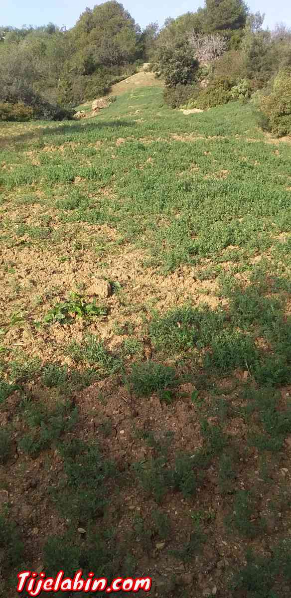térrain - Larhat, Tipaza - Tijelabin