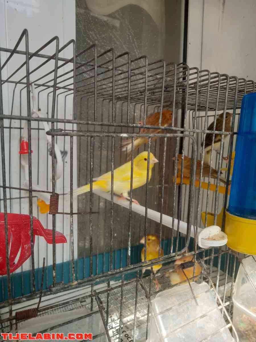 Les Canaries - Alger Centre, Alger - Tijelabin