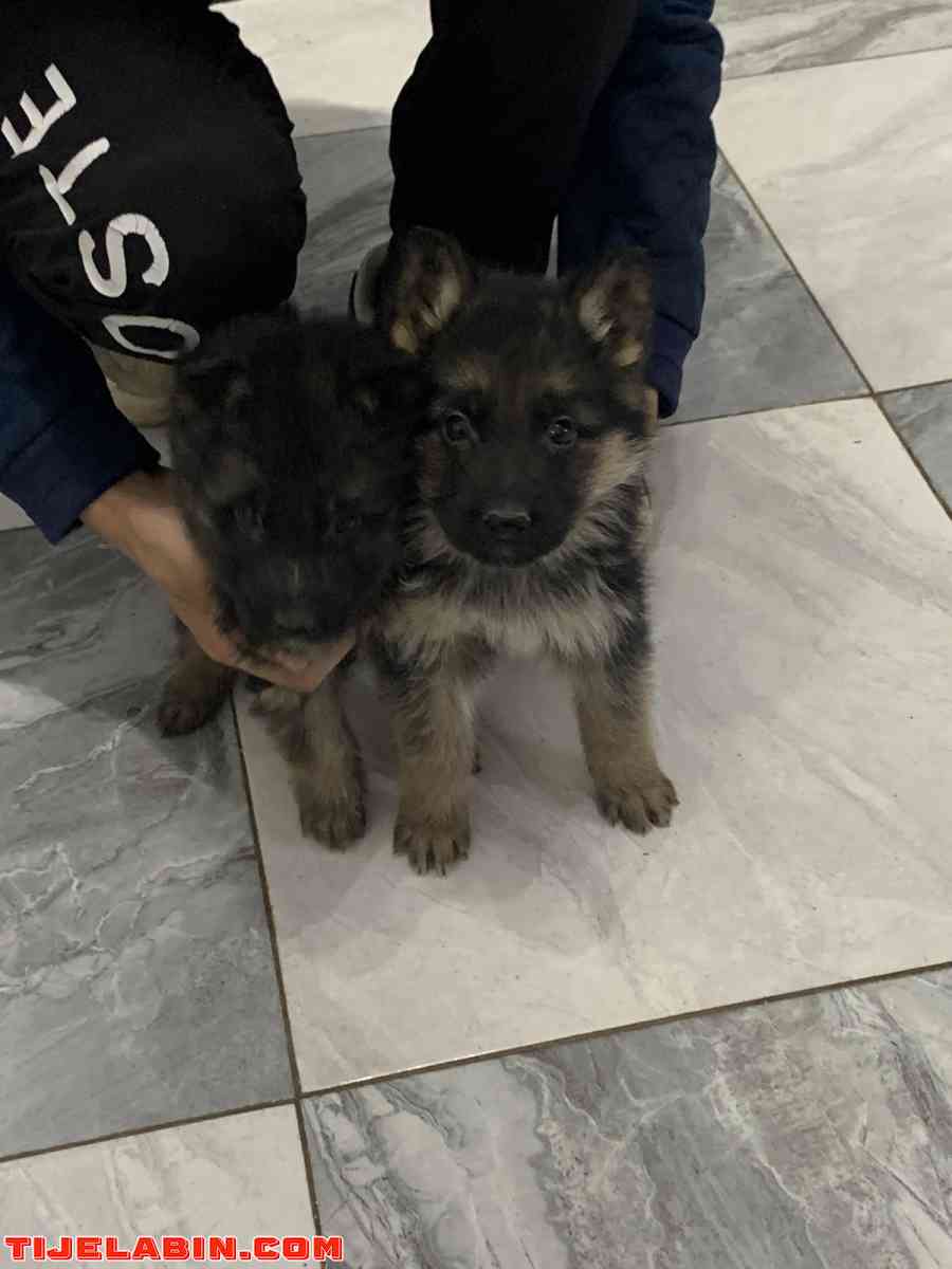 husky 1mois berger incliné 45jour - Tizi Ouzou, Tizi Ouzou - Tijelabin