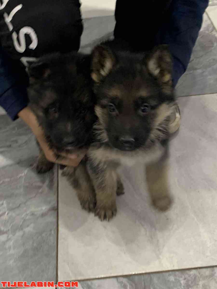 husky 1mois berger incliné 45jour - Tizi Ouzou, Tizi Ouzou - Tijelabin