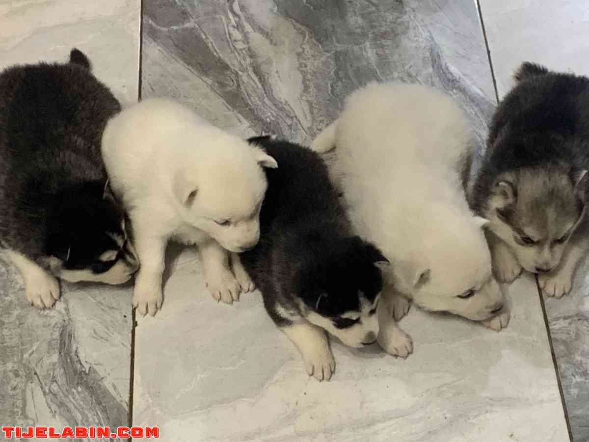 husky 25jour berger incliné 45jour - Tizi Ouzou, Tizi Ouzou - Tijelabin