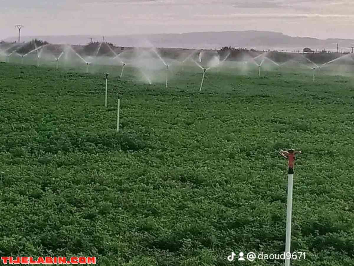 ارض زراعية - Bou Saada, M'Sila - Tijelabin