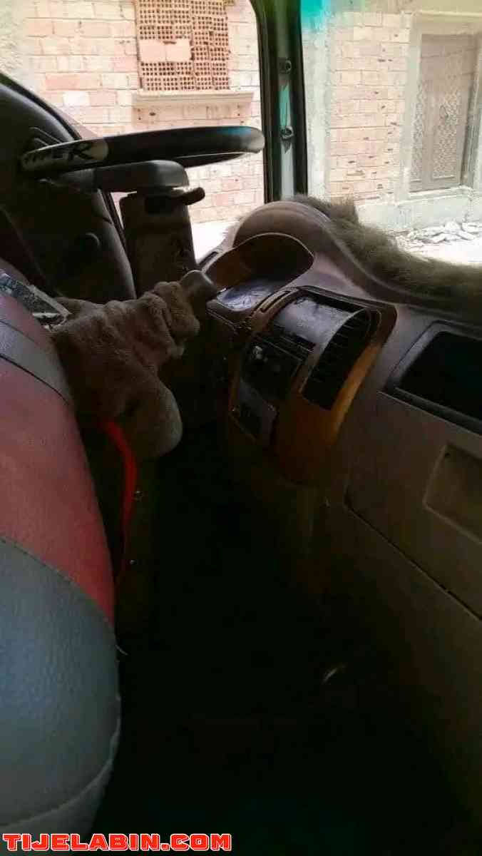 فطوان نضيف من كلشي - Touggourt, Ouargla - Tijelabin