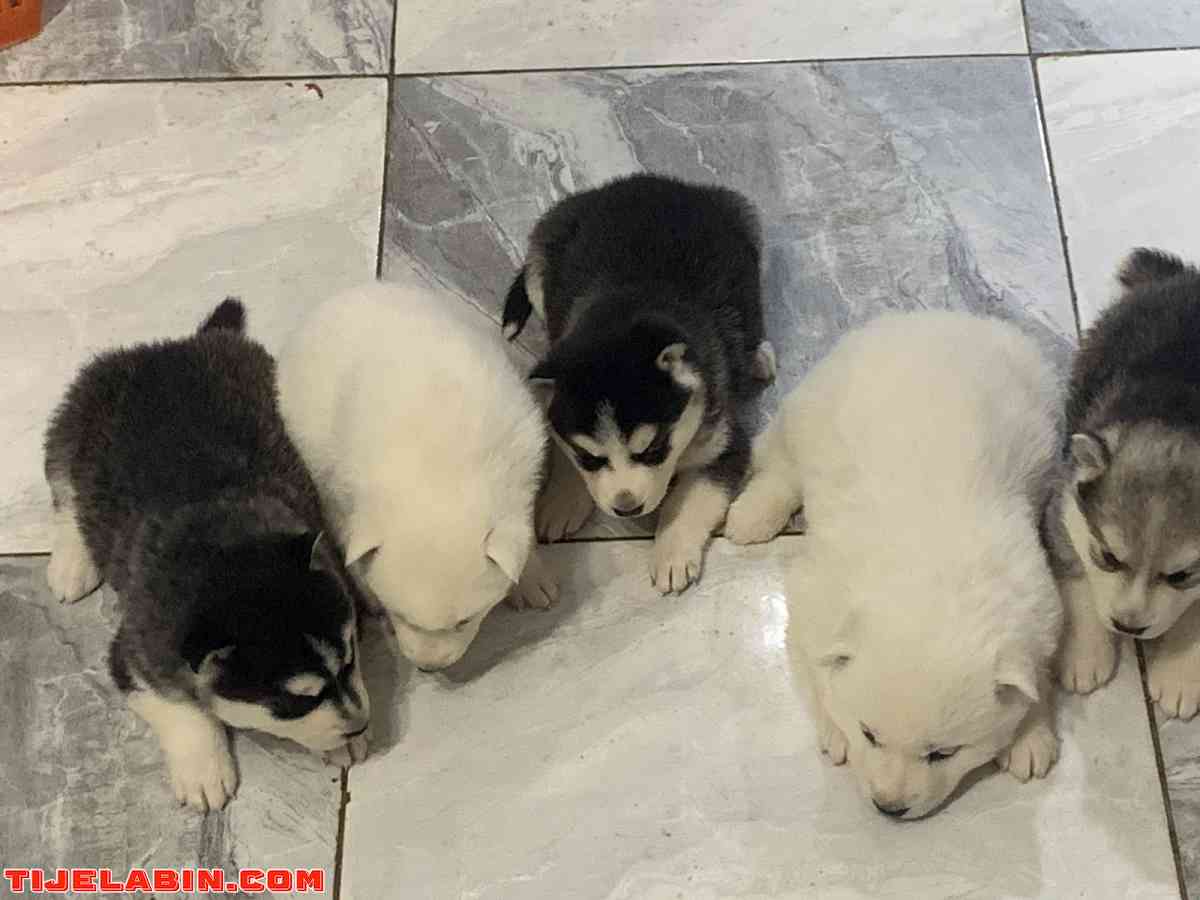 husky 1mois berger incliné 45jour - Tizi Ouzou, Tizi Ouzou - Tijelabin