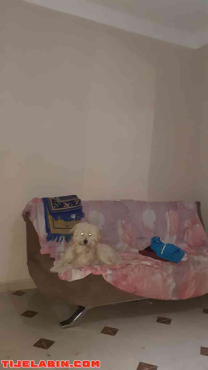 caniche - Jijel, Jijel - Tijelabin