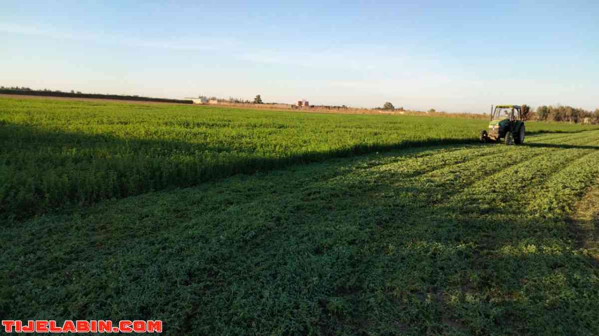 ارض زراعية - Bou Saada, M'Sila - Tijelabin