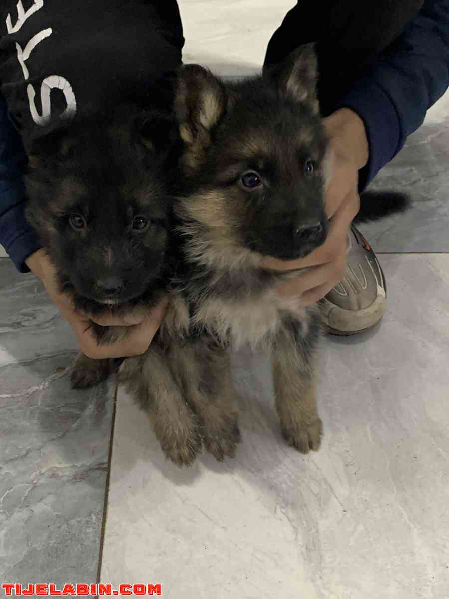 husky 1mois berger incliné 45jour - Tizi Ouzou, Tizi Ouzou - Tijelabin