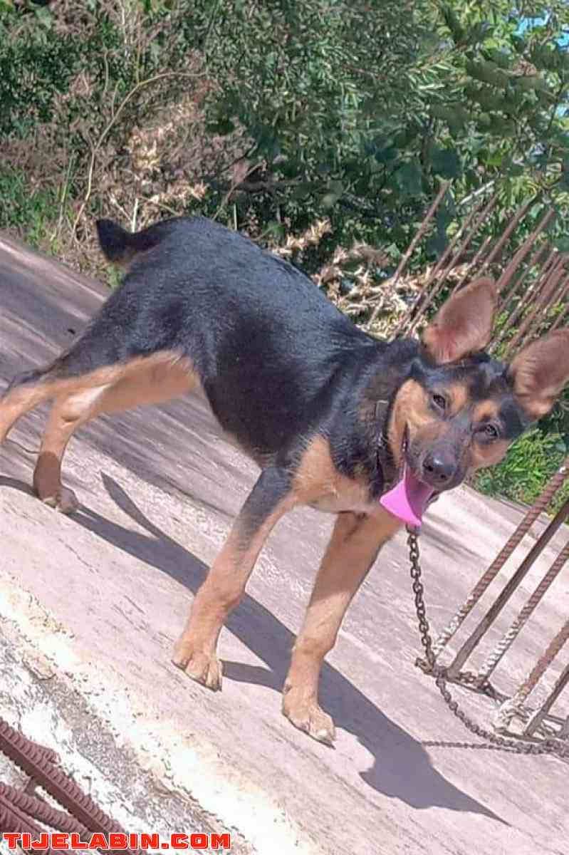 راعي الالماني