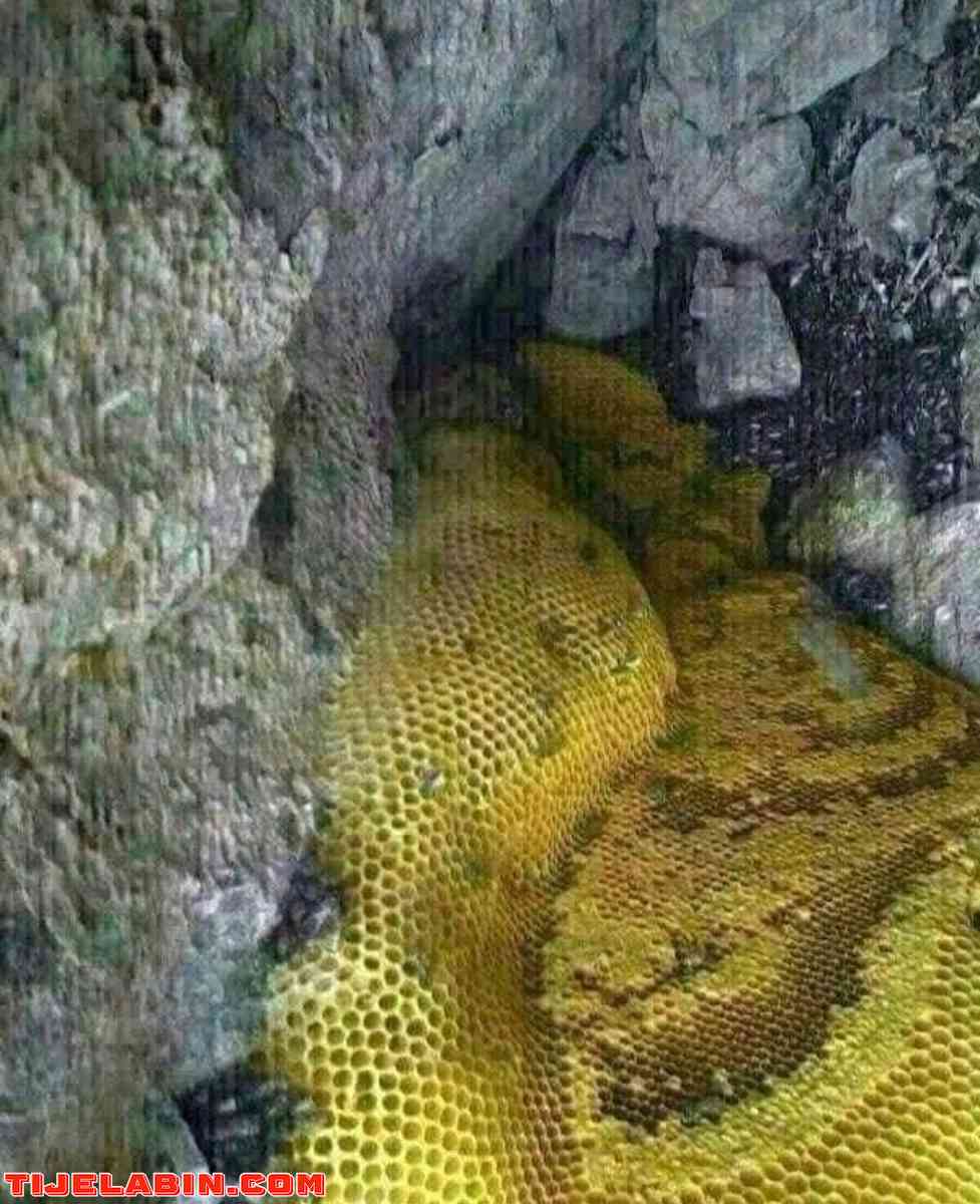 عسل حر - Menaceur, Tipaza - Tijelabin