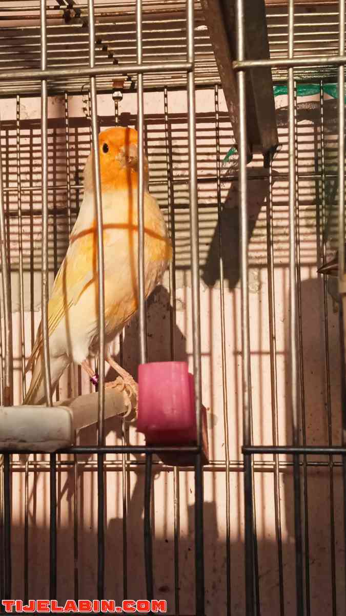 كناري موزايك