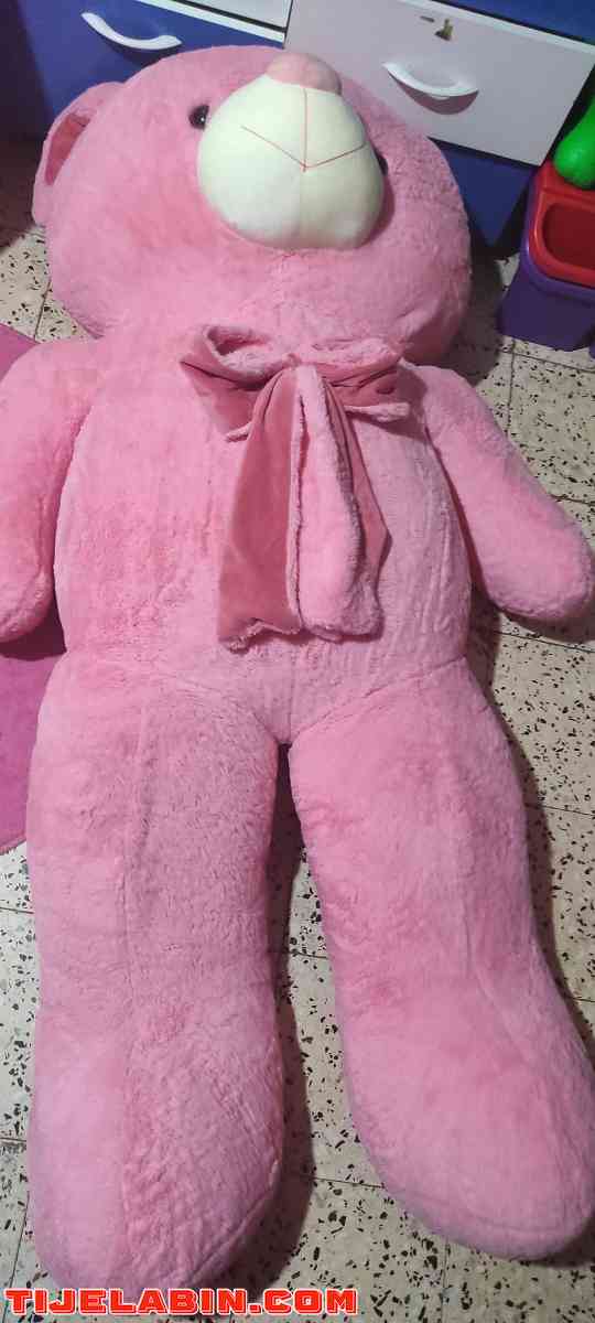 +gazelle - Draria, Alger - Tijelabin