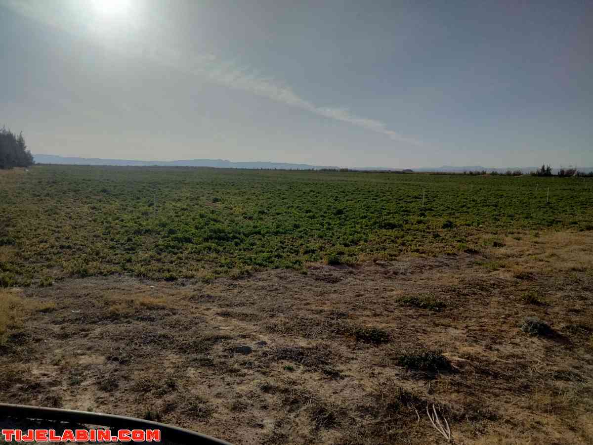 الأرض فلاحية - Bou Saada, M'Sila