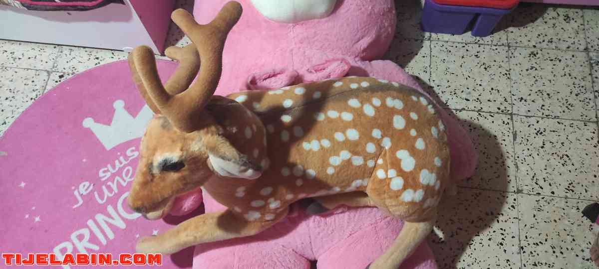 +gazelle - Draria, Alger - Tijelabin