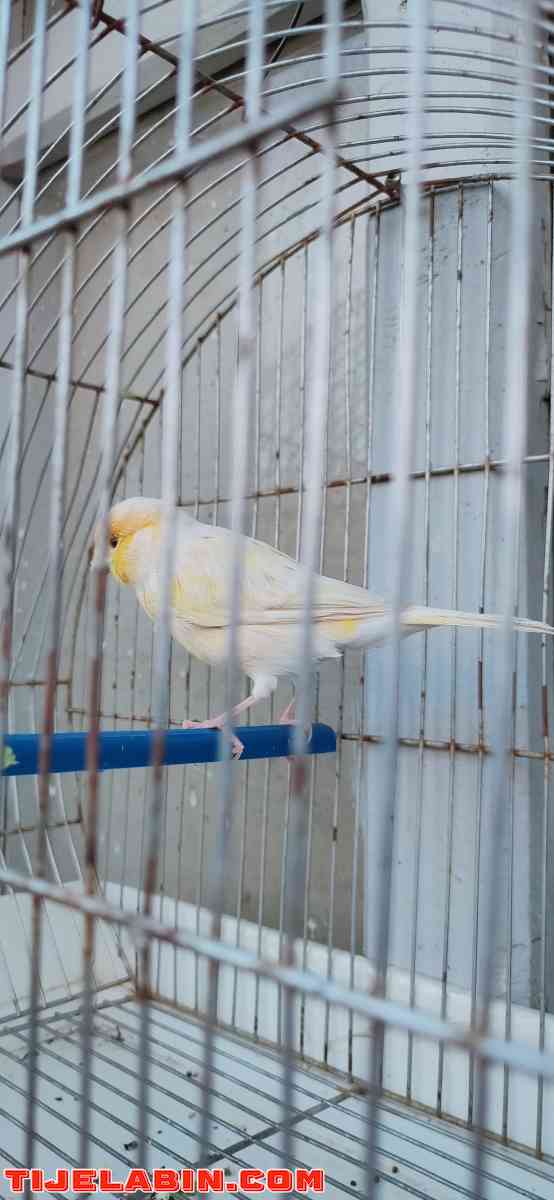 عصافير ساتيني