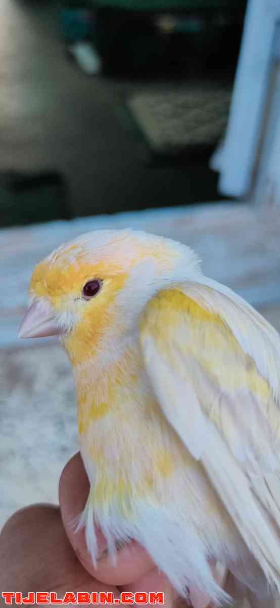 عصافير ساتيني - El Kseur, Béjaïa - Tijelabin