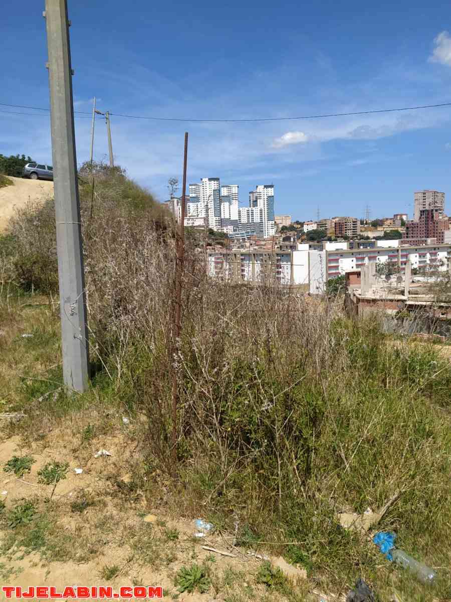 terrain - Saoula, Alger - Tijelabin