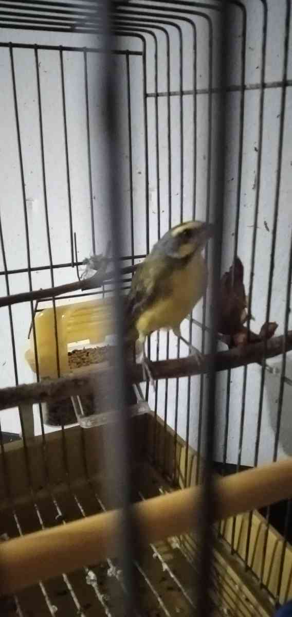 موزمبيق - Rahmania, Alger - Tijelabin